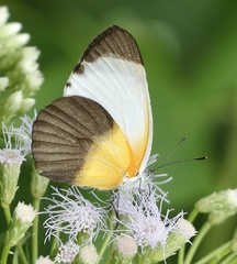 Mylothris chloris chloris