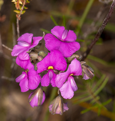Gompholobium scabrum