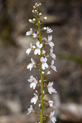 Stylidium diversifolium