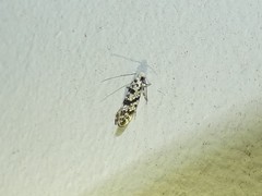 Nemapogon granella