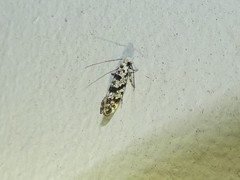 Nemapogon granella