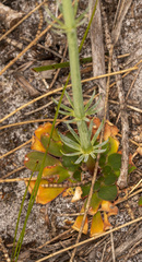 Stylidium diversifolium