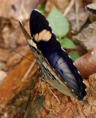 Euphaedra phaethusa phaethusa