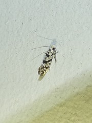 Nemapogon granella