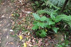 Solanum chrysotrichum