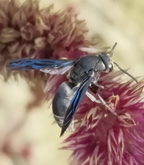 Xenorhynchium nitidulum