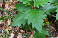 Solanum chrysotrichum