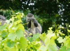 Cercopithecus mitis labiatus