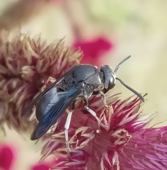 Xenorhynchium nitidulum