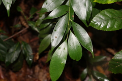 Cryptocarya meisneriana