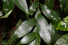 Cryptocarya meisneriana