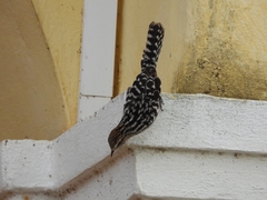 Campylorhynchus zonatus