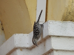 Campylorhynchus zonatus