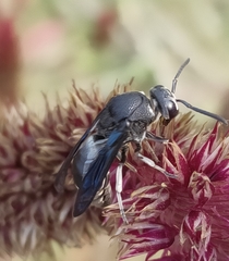 Xenorhynchium nitidulum