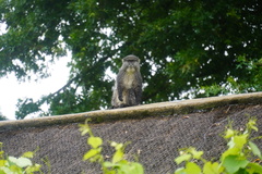 Cercopithecus mitis labiatus