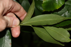 Cryptocarya meisneriana