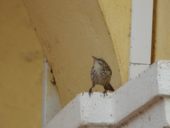 Campylorhynchus zonatus