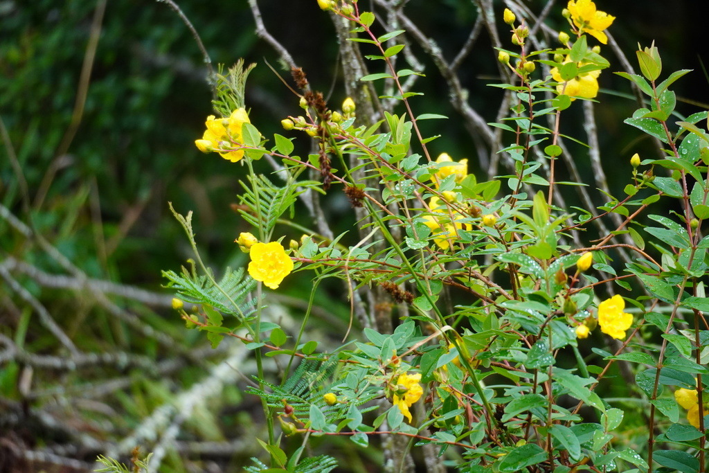 Hypericum forrestii; photograph (c) Matthew Fainman, some rights reserved (CC BY)