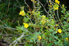 Hypericum forrestii