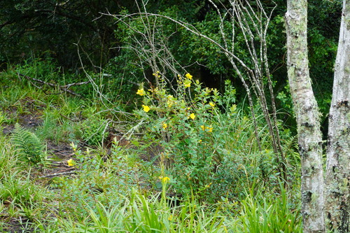 Hypericum forrestii, photograph 2