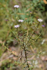 Olearia asterotricha asterotricha