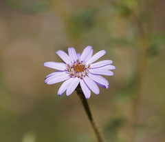 Olearia asterotricha asterotricha
