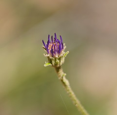 Olearia asterotricha asterotricha