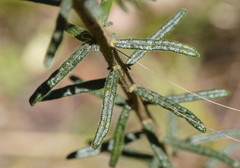 Olearia asterotricha asterotricha