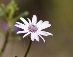 Olearia asterotricha asterotricha