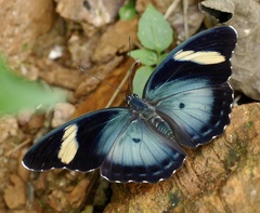 Euphaedra phaethusa phaethusa