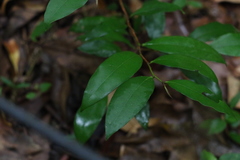 Diospyros pentamera