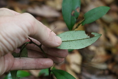 Diospyros pentamera