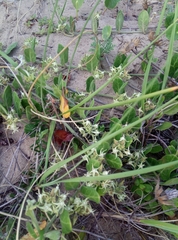 Oxypetalum tomentosum