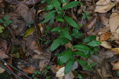 Diospyros pentamera