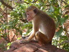 Macaca sinica