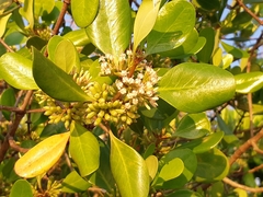 Scyphiphora hydrophylacea