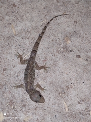 Hemidactylus mabouia