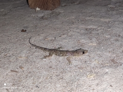 Hemidactylus mabouia