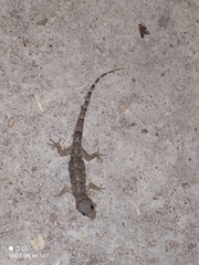 Hemidactylus mabouia
