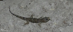 Hemidactylus mabouia