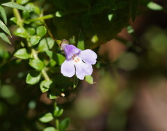Prostanthera spinosa