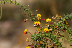 Daviesia umbellulata
