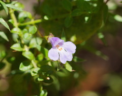 Prostanthera spinosa