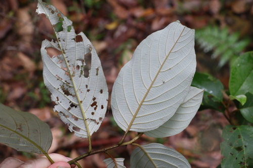 Image of Alphitonia petriei by (c) Greg Tasney, some rights reserved (CC BY-SA)