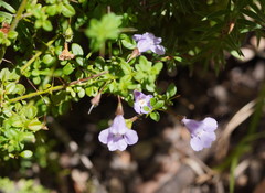 Prostanthera spinosa