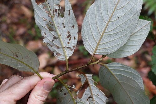 Image of White Ash (Alphitonia petriei) by (c) Greg Tasney, some rights reserved (CC BY-SA)