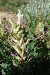 Astragalus monspessulanus