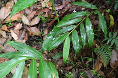 Alpinia arundelliana