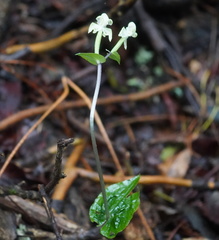 Disperis lindleyana