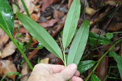 Alpinia arundelliana